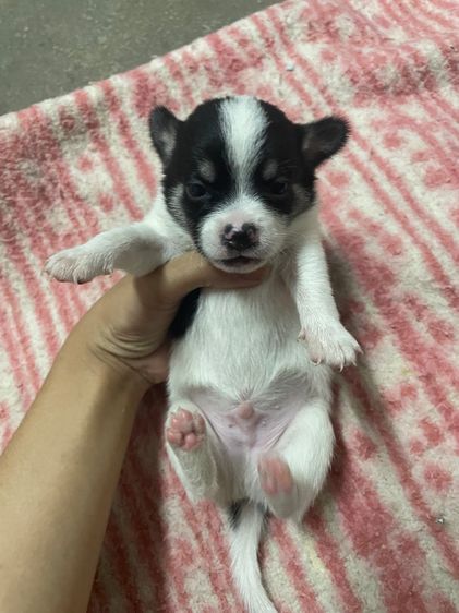 หมาชิวาวา รูปที่ 4