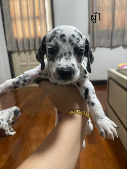 ดัลเมเชียน