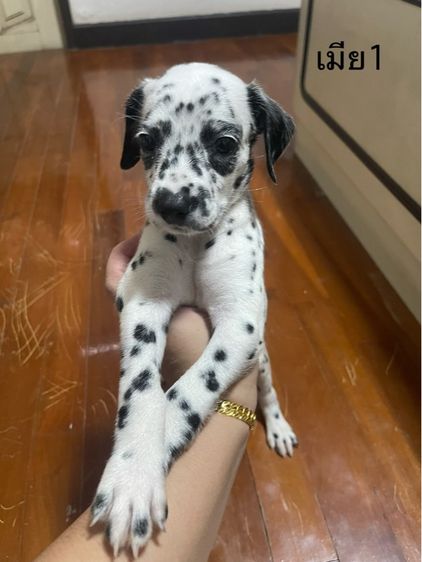 ดัลเมเชียน รูปที่ 5