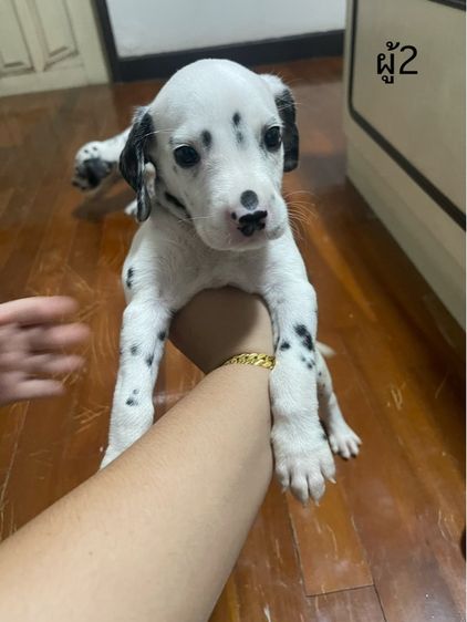 ดัลเมเชียน รูปที่ 3