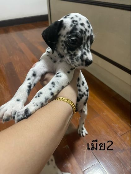 ดัลเมเชียน รูปที่ 7