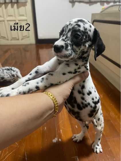 ดัลเมเชียน รูปที่ 8