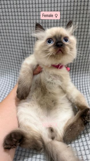 เปอร์เซียหิมาลายัน รูปที่ 6