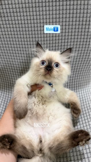 เปอร์เซียหิมาลายัน รูปที่ 5