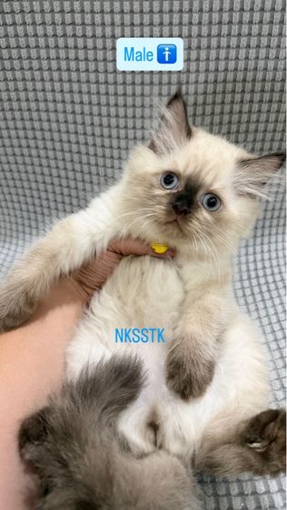 เปอร์เซียหิมาลายัน รูปที่ 2