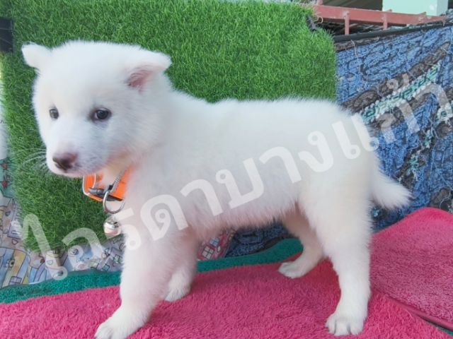 บางแก้วสีขาวล้วน รูปที่ 4
