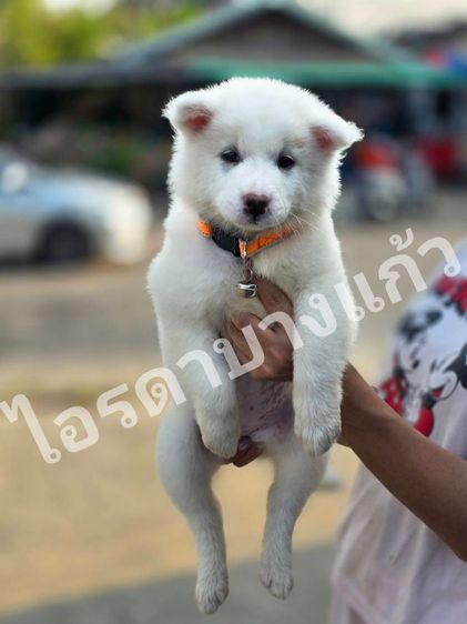 บางแก้วสีขาวล้วน รูปที่ 2