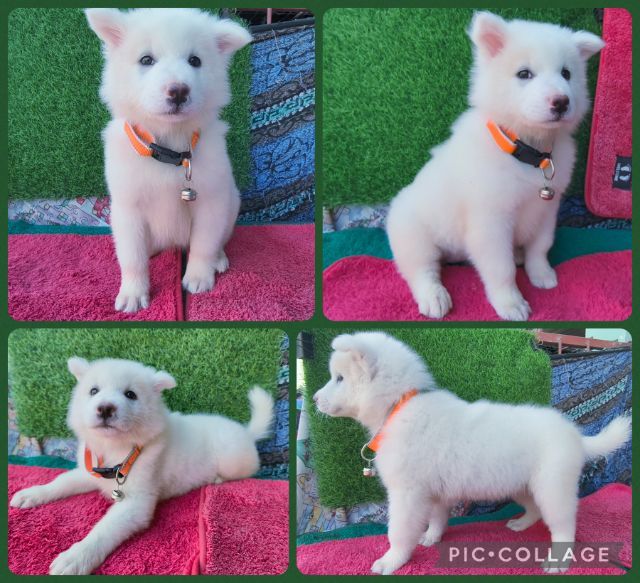 บางแก้วสีขาวล้วน รูปที่ 6