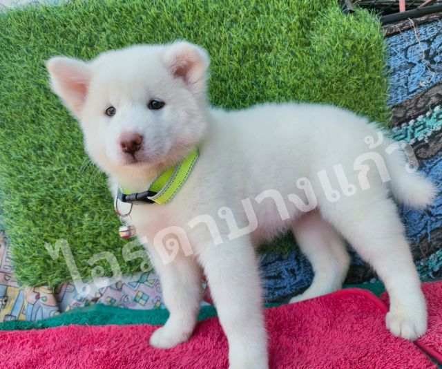 บางแก้วสีขาวล้วน รูปที่ 3