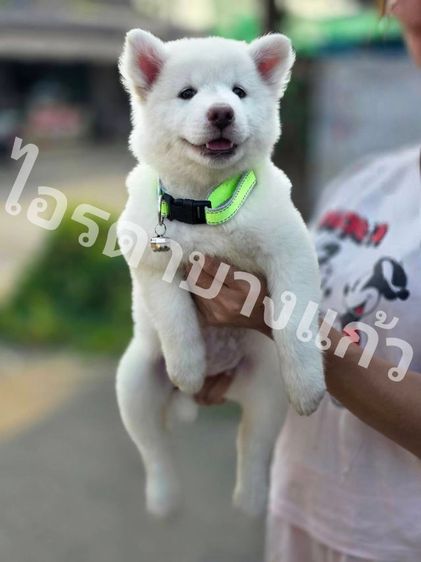 บางแก้วสีขาวล้วน