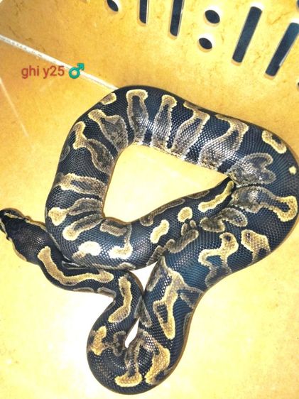 งูบอล รูปที่ 2