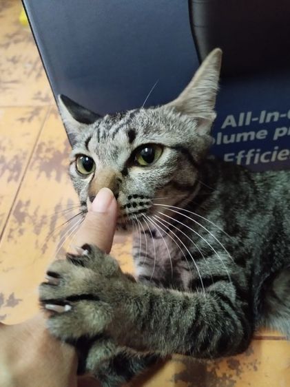 หาบ้านให้แมวเพศเมีย อายุขวบกว่าทำหมันแล้วค่ะ รูปที่ 4