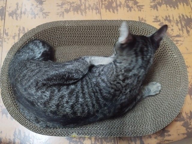 หาบ้านให้แมวเพศเมีย อายุขวบกว่าทำหมันแล้วค่ะ รูปที่ 2