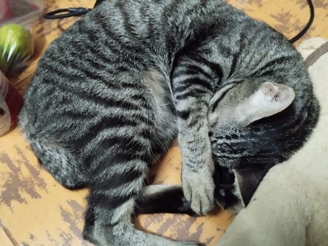 หาบ้านให้แมวเพศเมีย อายุขวบกว่าทำหมันแล้วค่ะ รูปที่ 6