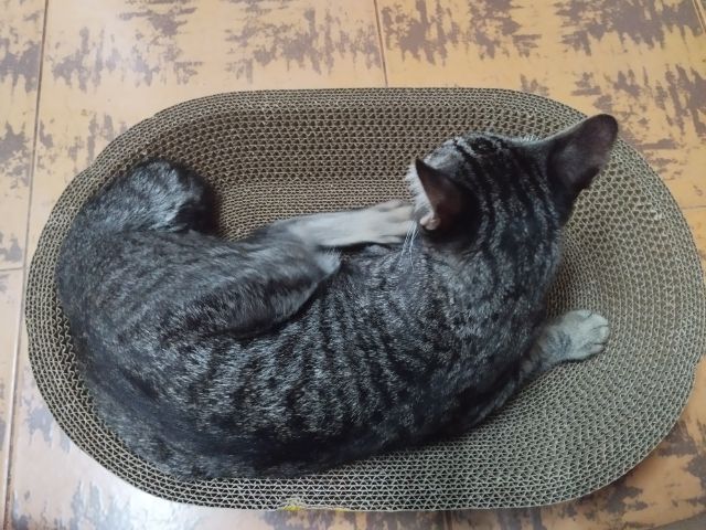 หาบ้านให้แมวเพศเมีย อายุขวบกว่าทำหมันแล้วค่ะ รูปที่ 5