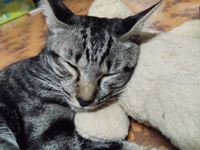 หาบ้านให้แมวเพศเมีย อายุขวบกว่าทำหมันแล้วค่ะ รูปที่ 3