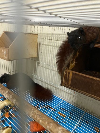 กระรอก รูปที่ 3