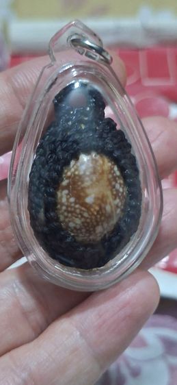 เบี้ยแก้ หลวงปู่แผ้ว วัดรางหมัน