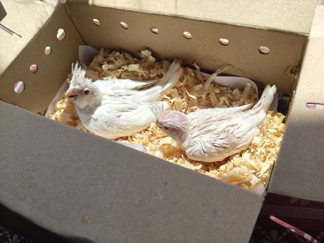 คอกคาเทล นกค็อกเทล