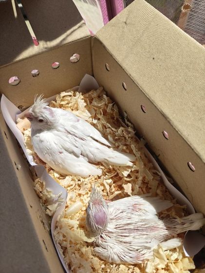 นกค็อกเทล รูปที่ 6