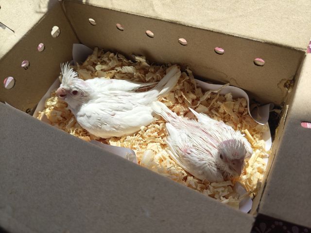 นกค็อกเทล รูปที่ 2