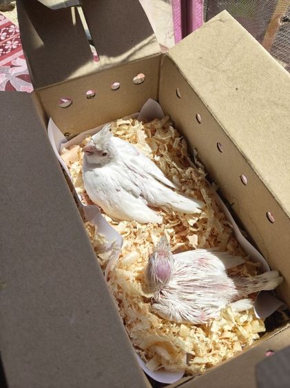 นกค็อกเทล รูปที่ 5