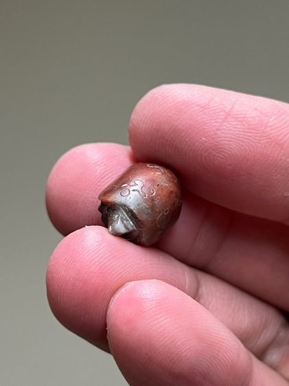 เต่าหลวงพ่อสนิท วัดลำบัวลอย รูปที่ 5