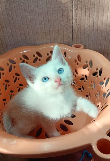 ขาวมณี (Khao Manee) แมวขาวมณีตาสีฟ้า เพศผู้ ยังไม่วัคซีน สนใจถามก่อนได้คะ