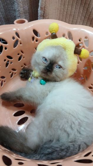 แมวสก้อตติช แมวหน้าไหม้ แมวเห็ด เพศผู้วัคซีนแล้ว1เข็มก่อนย้ายตรวจหัดแมวฟรีรับประกันเอดส์แมวกับรูคีเมียคะ รูปที่ 3