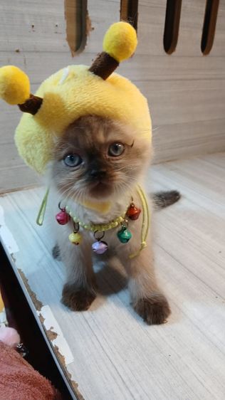 แมวสก้อตติช แมวหน้าไหม้ แมวเห็ด เพศผู้วัคซีนแล้ว1เข็มก่อนย้ายตรวจหัดแมวฟรีรับประกันเอดส์แมวกับรูคีเมียคะ รูปที่ 2