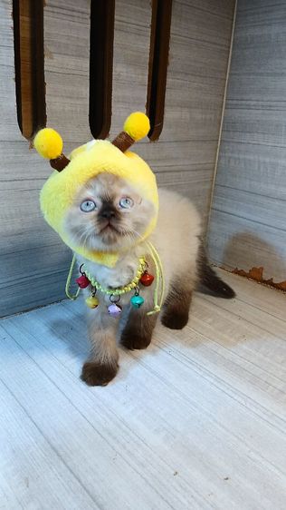 สก็อตติช โฟลด์ (Scottish Fold) แมวสก้อตติช แมวหน้าไหม้ แมวเห็ด เพศผู้วัคซีนแล้ว1เข็มก่อนย้ายตรวจหัดแมวฟรีรับประกันเอดส์แมวกับรูคีเมียคะ