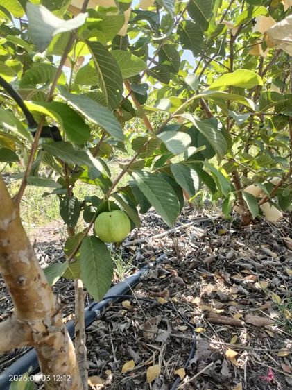 ขายที่ทำสวนฝรั่ง รูปที่ 4