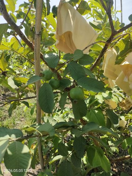 ขายที่ทำสวนฝรั่ง