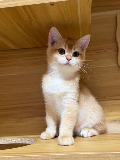 บริติช ชอร์ตแฮร์(British shorthair) รูปที่ 7