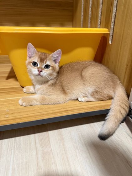 บริติช ชอร์ตแฮร์(British shorthair) รูปที่ 10
