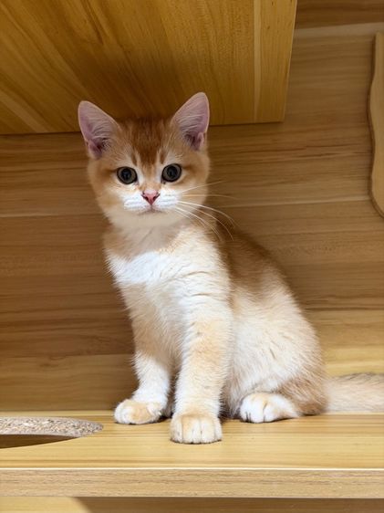 บริติช ชอร์ตแฮร์(British shorthair) รูปที่ 5