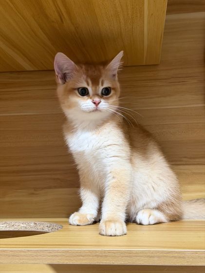 บริติช ชอร์ตแฮร์(British shorthair) รูปที่ 6