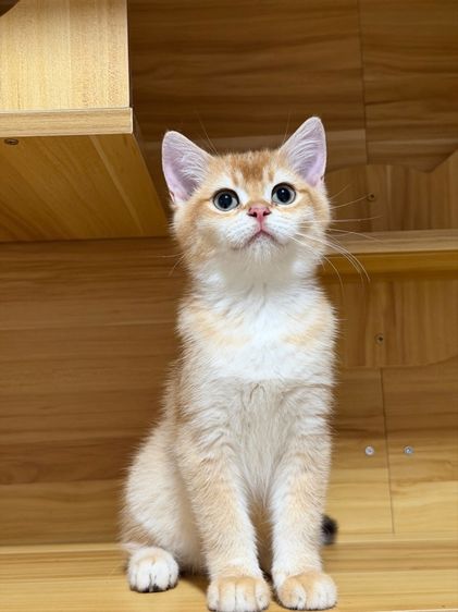 บริติช ชอร์ตแฮร์(British shorthair) รูปที่ 3