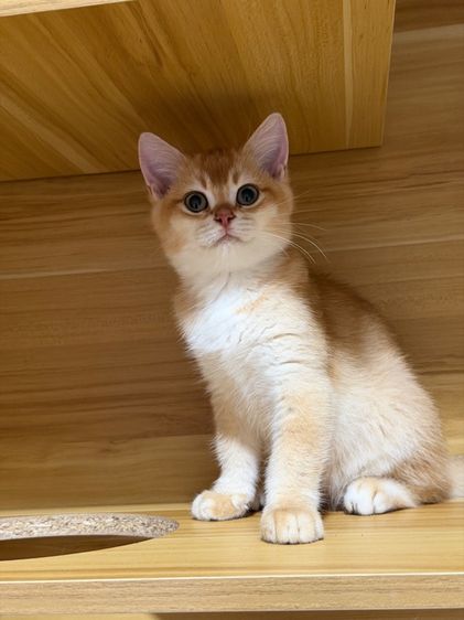 บริติช ชอร์ตแฮร์(British shorthair) รูปที่ 8