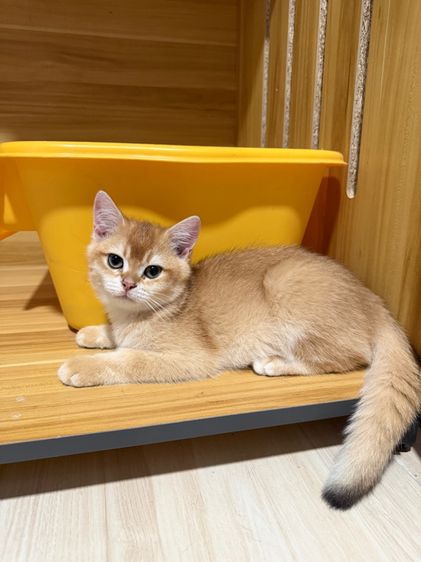 บริติช ชอร์ตแฮร์(British shorthair) รูปที่ 11