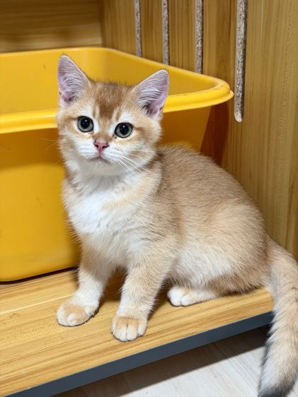 บริติช ชอร์ตแฮร์(British shorthair) รูปที่ 9