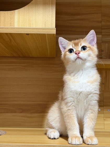 บริติช ชอร์ตแฮร์(British shorthair) รูปที่ 4