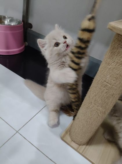 บริติช ชอร์ตแฮร์ (British Shorthair) อาตี๋น้อย สีครีม