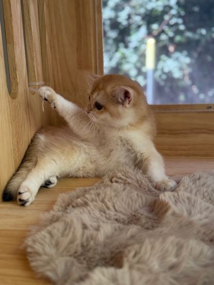 บริติชสีทองnyพร้อมย้าย รูปที่ 5