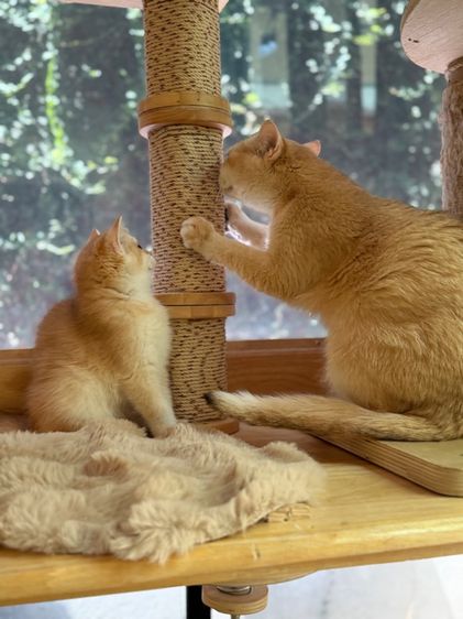 บริติชสีทองnyพร้อมย้าย รูปที่ 4