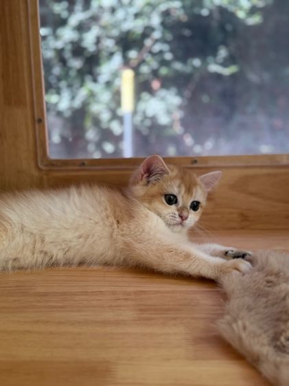 บริติชสีทองnyพร้อมย้าย รูปที่ 6