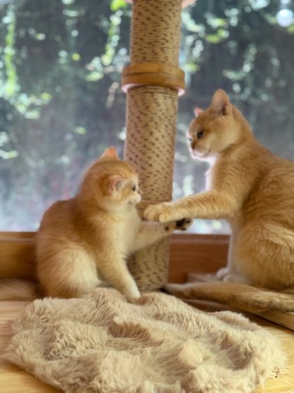 บริติชสีทองnyพร้อมย้าย