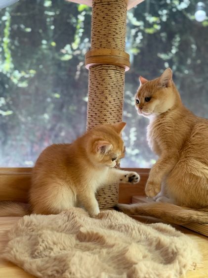 บริติชสีทองnyพร้อมย้าย รูปที่ 3