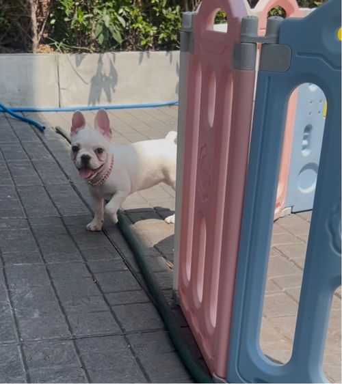 เฟรนบลูด็อก รูปที่ 3