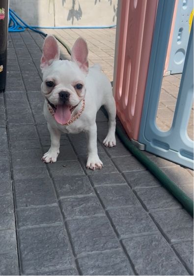 เฟรนบลูด็อก